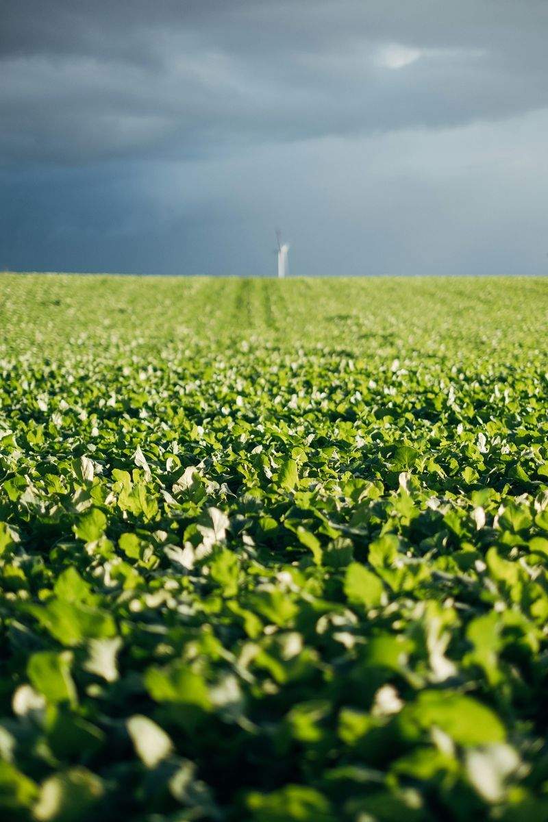 AgroSierra Levante 14
